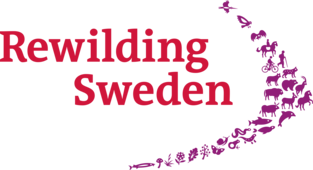 Rewilding Sweden